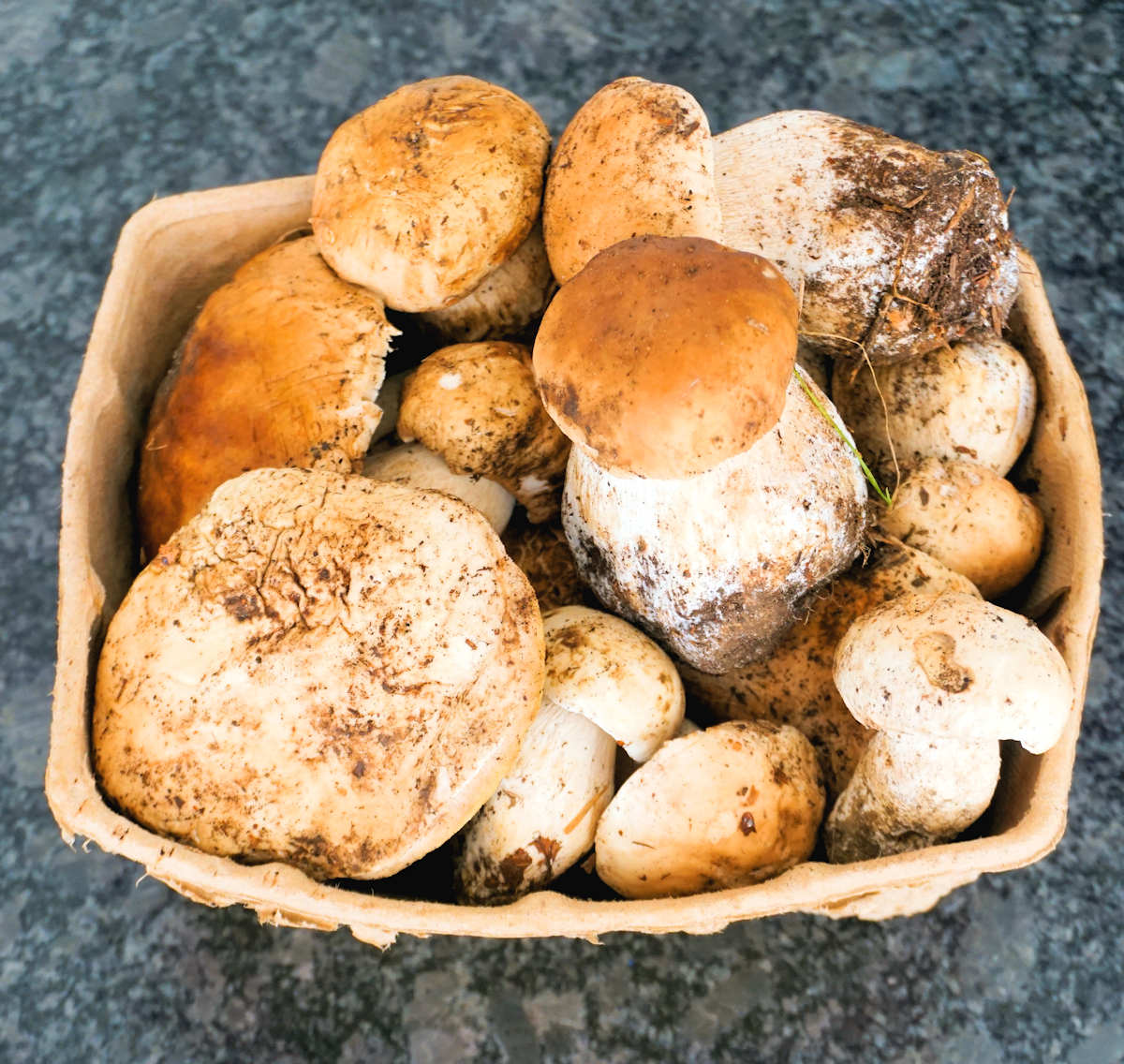 Fresh Porcini Salad Recipe Cuisine Fiend